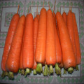 2016 Fresh Carrots S / M Tamanho à venda